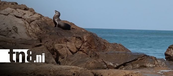 Foto: ¡Sorpresa en Las Peñitas! Aparece un león marino/TN8