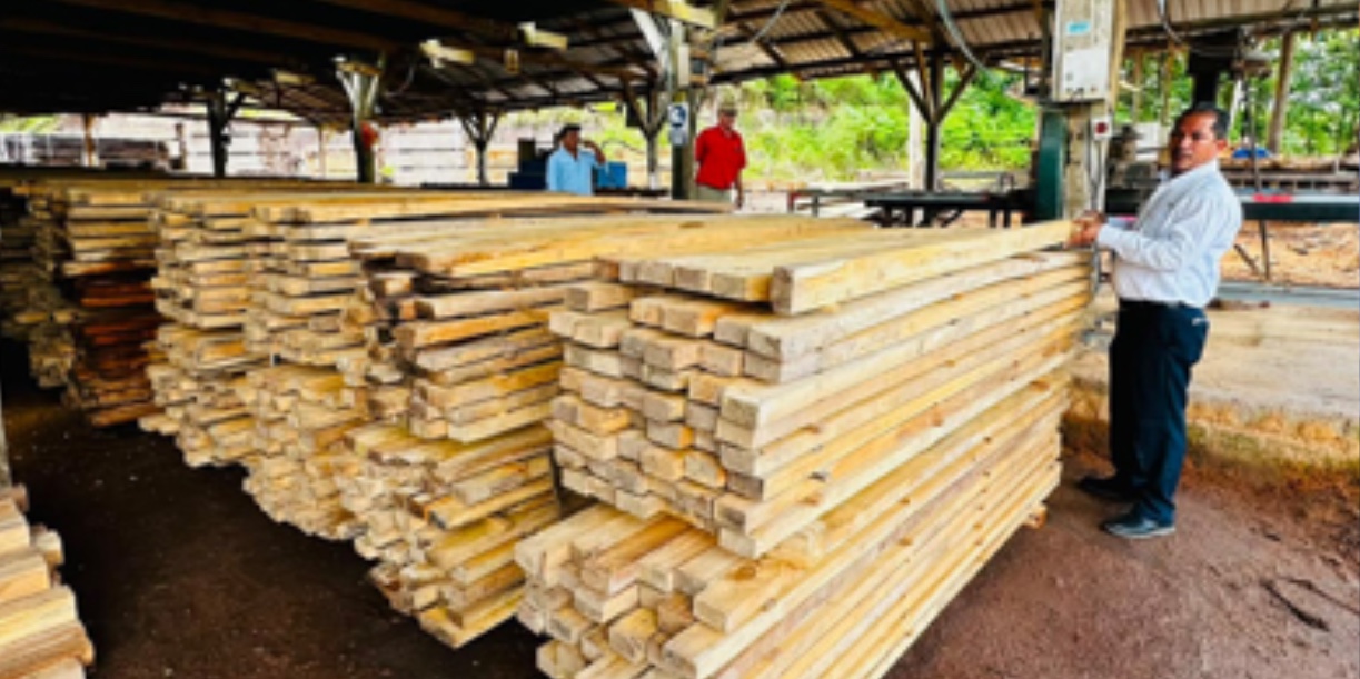 Producción sostenible de madera avanza en Boaco