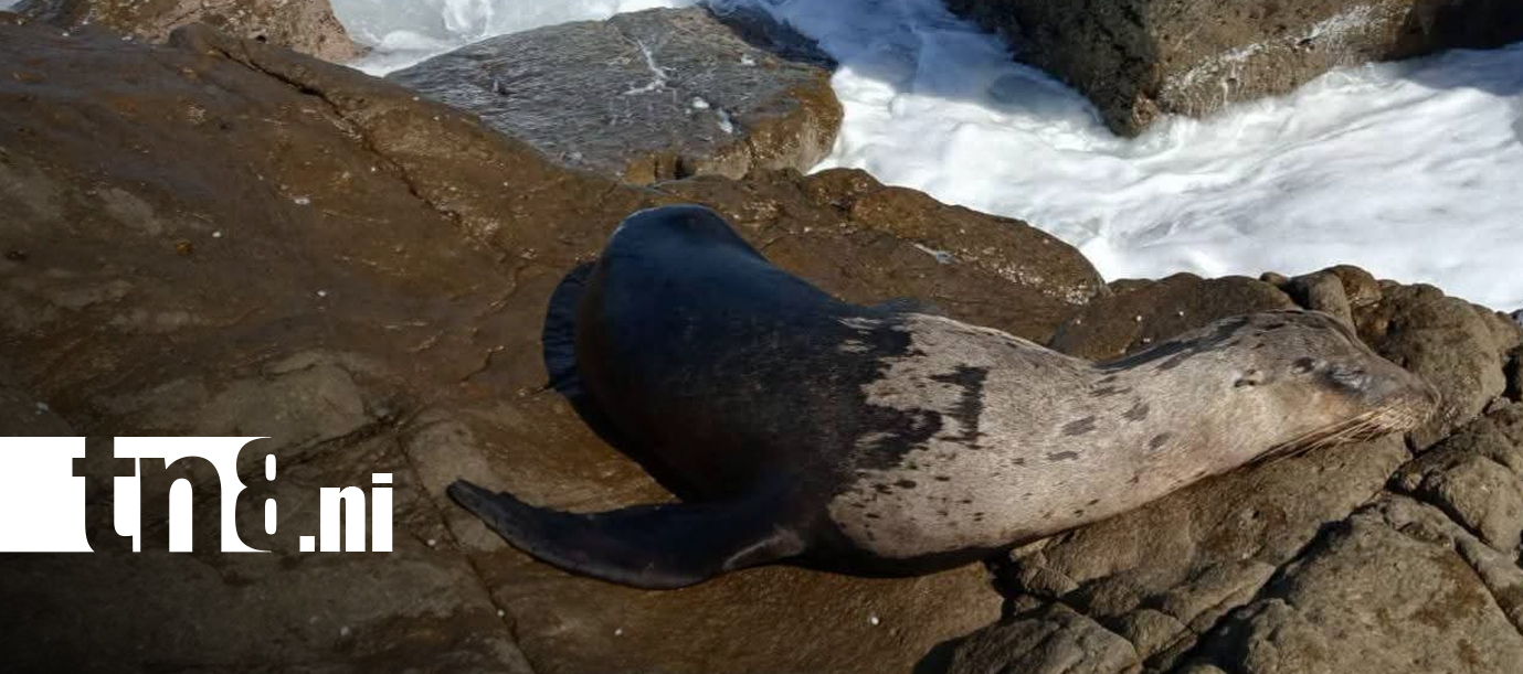 Foto: ¡Sorpresa en Las Peñitas! Aparece un león marino/TN8