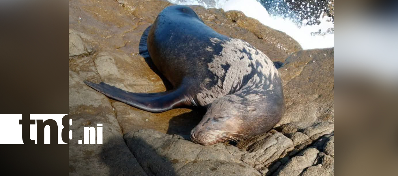 Foto: ¡Sorpresa en Las Peñitas! Aparece un león marino/TN8