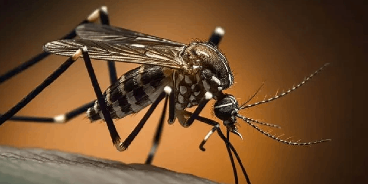Foto: Nicaragua refuerza la lucha contra el mosquito /TN8