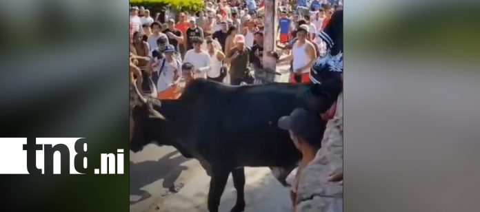 Foto: Hombre lucha por su vida tras cornada en Granada/TN8 Foto: Hombre lucha por su vida tras cornada en Granada/TN8