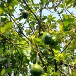 Foto: Nicaragua reporta 10.3 millones de aguacates cosechados entre enero y mayo/Cortesía