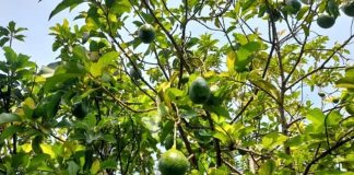 Foto: Nicaragua reporta 10.3 millones de aguacates cosechados entre enero y mayo/Cortesía