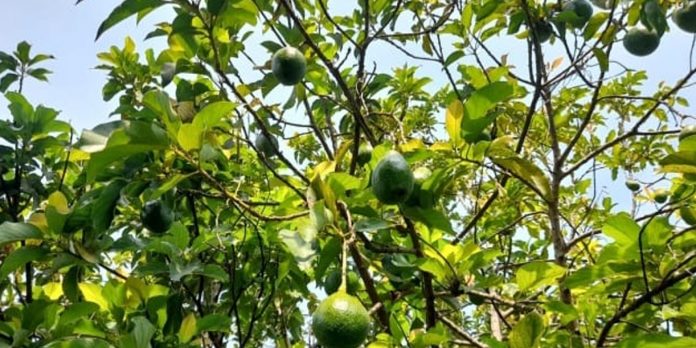 Foto: Nicaragua reporta 10.3 millones de aguacates cosechados entre enero y mayo/Cortesía Foto: Nicaragua reporta 10.3 millones de aguacates cosechados entre enero y mayo/Cortesía