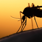 Día Mundial del Mosquito: en Nicaragua la batalla se libra casa por casa Foto: Nicaragua refuerza la lucha contra el mosquito /TN8