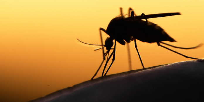 Foto: Nicaragua refuerza la lucha contra el mosquito /TN8 Foto: Nicaragua refuerza la lucha contra el mosquito /TN8