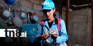 Foto: MINSA intensifica lucha contra el dengue con fumigación en más de 350 viviendas/TN8