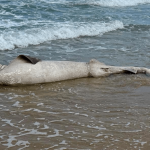 Casi 30 tiburones aparecen muertos en una playa de Nueva Jersey Foto: Hallan tiburones muertos en una playa de Nueva Jersey /Cortesía