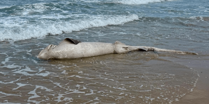 Foto: Hallan tiburones muertos en una playa de Nueva Jersey /Cortesía
