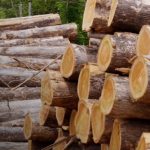 De Nicaragua al mundo: la madera de teca gana terreno en mercados internacionales Foto: De Nicaragua al mundo: la madera de teca gana terreno en mercados internacionales/TN8