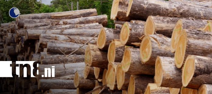 Foto: De Nicaragua al mundo: la madera de teca gana terreno en mercados internacionales/TN8