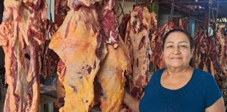 Foto: Producción de carne bovina en Nicaragua alcanza 250.3 millones de libras/Cortesía