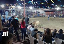 ¡Toros, adrenalina y tradición en Managua! Foto: Las montas de toros llenan de emoción las fiestas tradicionales de Managua/TN8