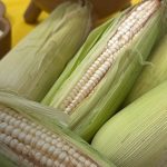 Lanzan concurso «Sabores del Maíz» para impulsar la innovación gastronómica Foto: Sabores del Maíz: concurso nacional para impulsar la gastronomía/TN8