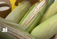 Lanzan concurso «Sabores del Maíz» para impulsar la innovación gastronómica Foto: Sabores del Maíz: concurso nacional para impulsar la gastronomía/TN8