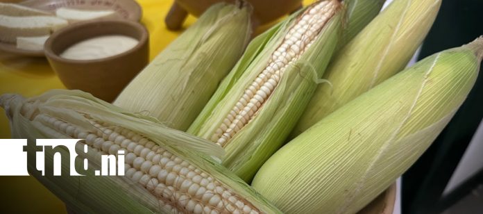 Foto: Sabores del Maíz: concurso nacional para impulsar la gastronomía/TN8 Foto: Sabores del Maíz: concurso nacional para impulsar la gastronomía/TN8