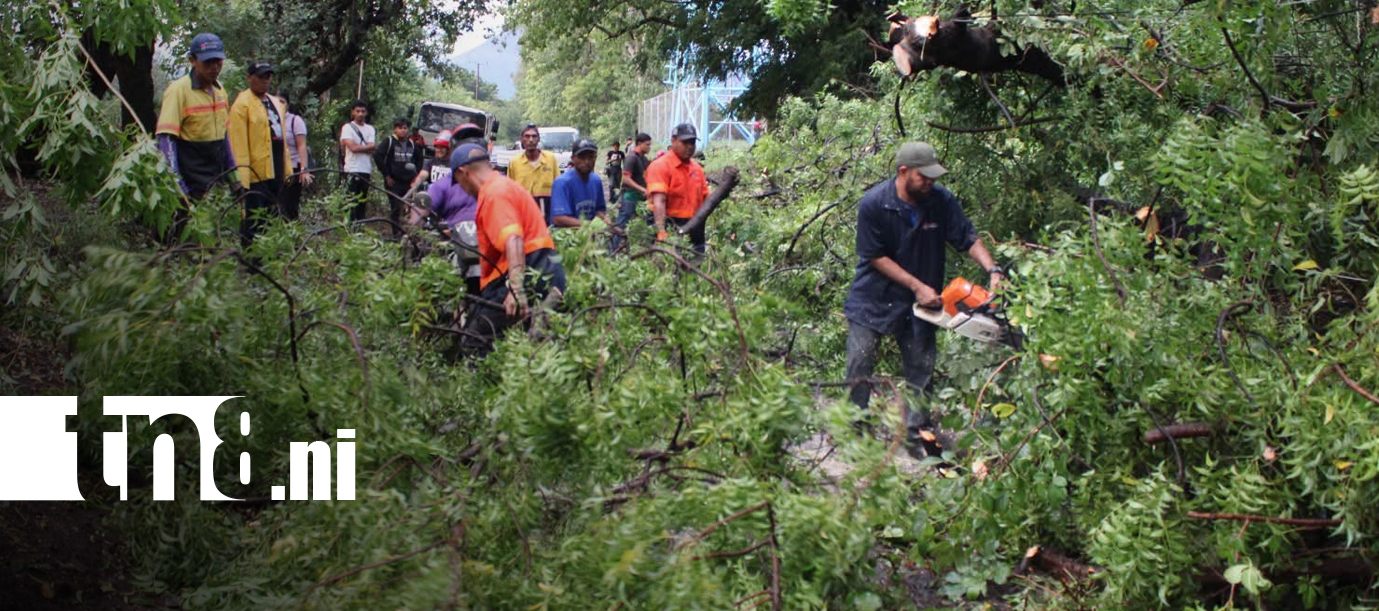 Foto: Fuertes lluvias y vientos dejan caída de árboles en Chinandega/TN8