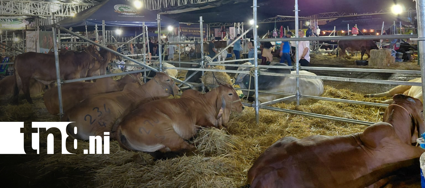 Foto: Feria Ganadera 2026 cierra con campeonatos y negocios/TN8