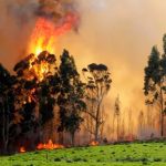 Serbia en alerta máxima: el fuego arrasa miles de hectáreas Foto: Fuego fuera de control en Serbia: una reserva natural queda gravemente afectada/Cortesía
