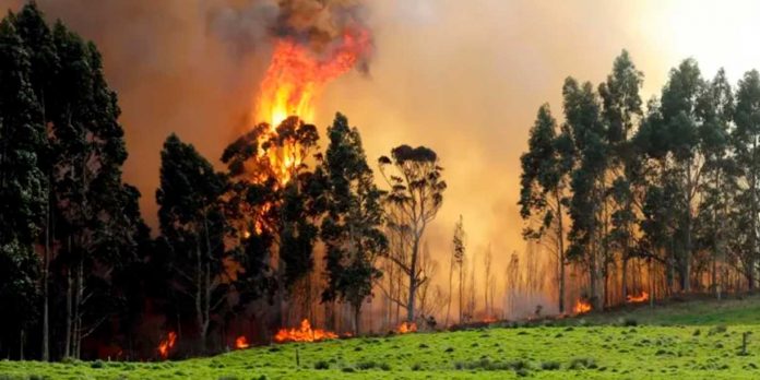 Foto: Fuego fuera de control en Serbia: una reserva natural queda gravemente afectada/Cortesía
