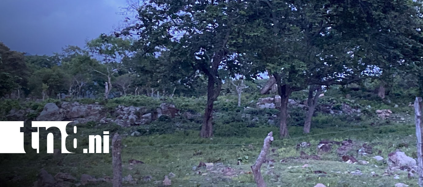 Foto: Cinco caballos aparecen destazados en Boaco/TN8