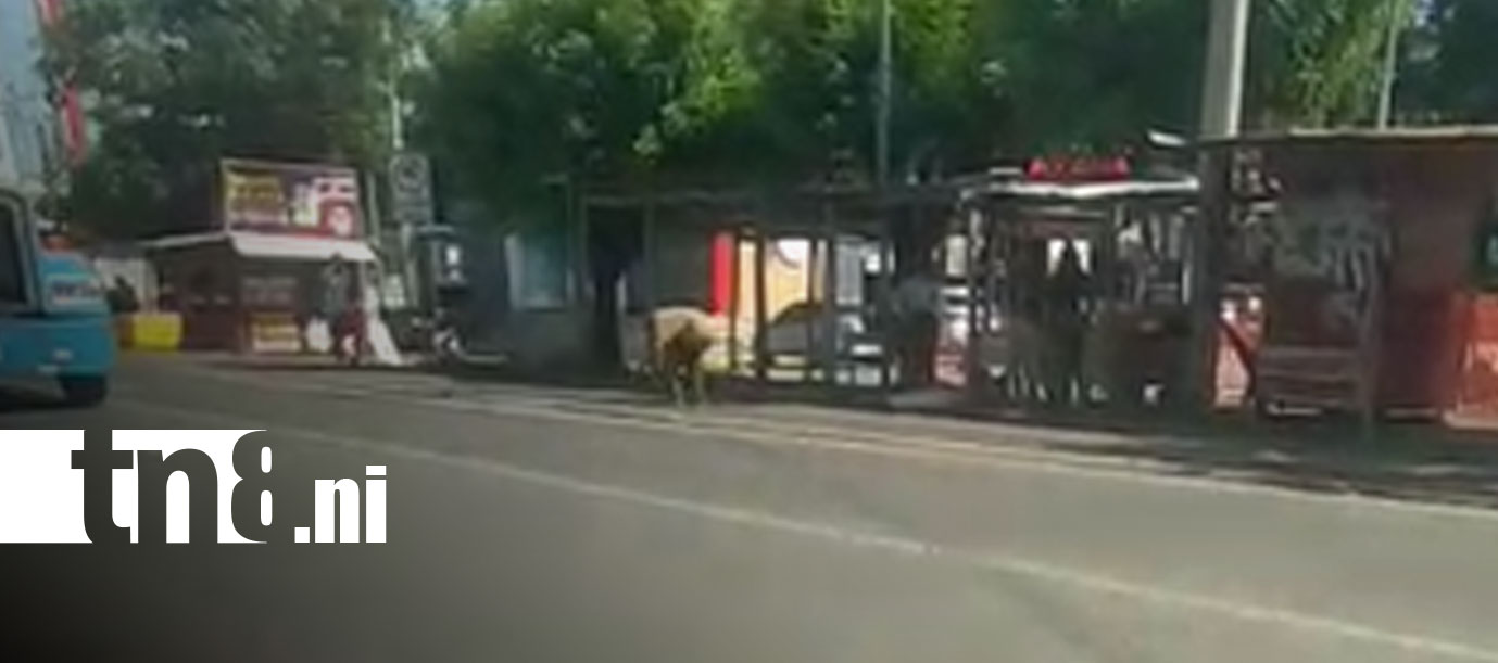 Foto: Policía retira a hombre señalado por lanzar piedras a vehículos en Rivas/TN8