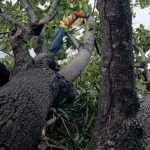 Lluvia y fuertes vientos provocan caída de árboles en Chinandega Foto: Fuertes lluvias y vientos dejan caída de árboles en Chinandega/TN8