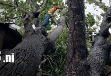 Lluvia y fuertes vientos provocan caída de árboles en Chinandega Foto: Fuertes lluvias y vientos dejan caída de árboles en Chinandega/TN8