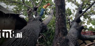 Foto: Fuertes lluvias y vientos dejan caída de árboles en Chinandega/TN8