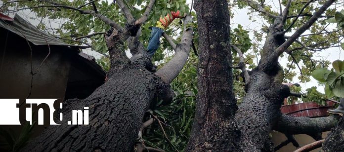 Foto: Fuertes lluvias y vientos dejan caída de árboles en Chinandega/TN8 Foto: Fuertes lluvias y vientos dejan caída de árboles en Chinandega/TN8