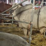 Foto: Feria Ganadera Agostina reúne a miles de visitantes/TN8