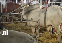 La Feria Ganadera Agostina se consolida como el gran encuentro del agro en Nicaragua Foto: Feria Ganadera Agostina reúne a miles de visitantes/TN8