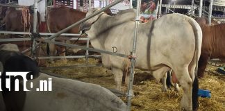 Foto: Feria Ganadera Agostina reúne a miles de visitantes/TN8