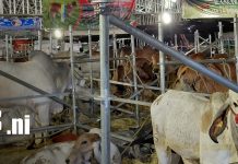 Foto: Feria Agostina 2026 reúne a miles de visitantes en Managua/TN8