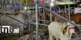 Foto: Feria Agostina 2026 reúne a miles de visitantes en Managua/TN8