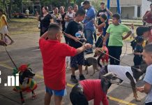 Familias de La Flor disfrutan de alegre y colorido desfile de mascotas en Ometepe Foto: Familias de La Flor disfrutan desfile de mascotas en Ometepe/TN8