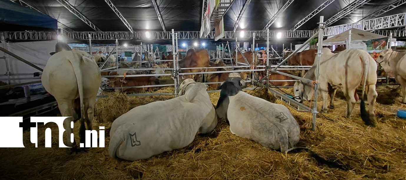Foto: Feria Ganadera Agostina reúne a miles de visitantes/TN8