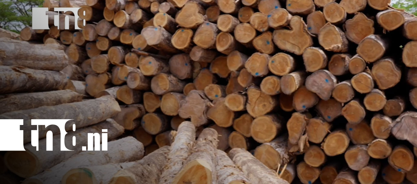 Foto: De Nicaragua al mundo: la madera de teca gana terreno en mercados internacionales/TN8