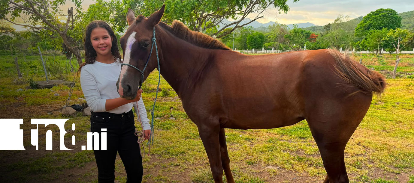 Foto: Cinco caballos aparecen destazados en Boaco/TN8
