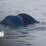 Foto: Hallan sin vida a capitán en Chinandega/TN8