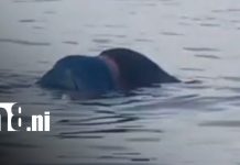 Chinandega: Hallan sin vida a dos pescadores tras más de 72 horas de búsqueda Foto: Hallan sin vida a capitán en Chinandega/TN8