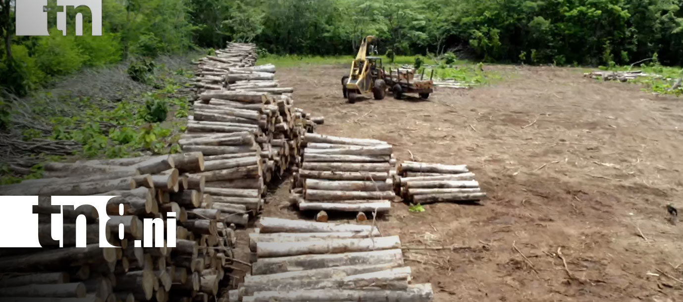Foto: De Nicaragua al mundo: la madera de teca gana terreno en mercados internacionales/TN8