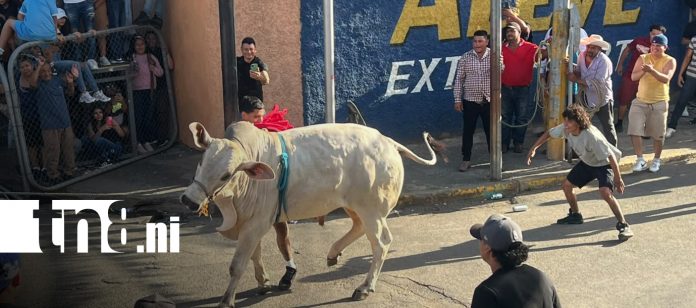 Foto: Fiesta de las Vacas Culonas conquista Managua/TN8