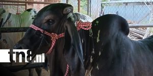 Foto:Ocotal abre sus puertas a la Feria Ganadera 2026/tn8