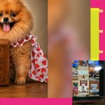 ¿Sabías que desde Nicaragua se puede cremar a tus mascotas? Foto: Entrevista en Mañaneros sobre Pethelios, cremación de mascotas