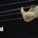La tierna aventura de una perezosa y su cría que sorprendió a Matagalpa (VIDEO) Foto: Oso perezoso sorprende a trabajadores en Matagalpa / TN8