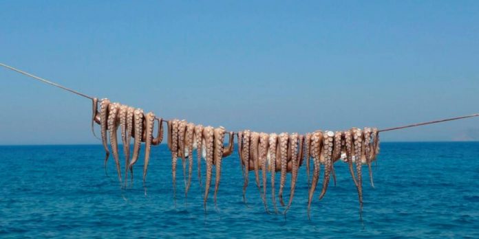 Foto: Invasión de pulpos sorprende a Inglaterra/Cortesía Foto: Invasión de pulpos sorprende a Inglaterra/Cortesía