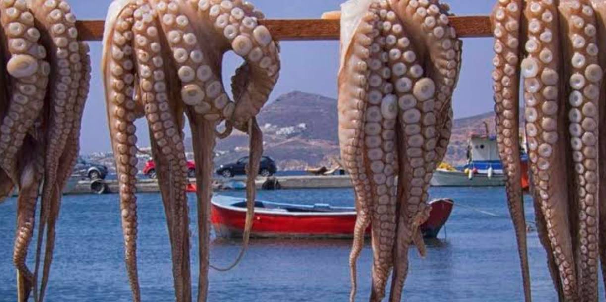 Foto: Invasión de pulpos sorprende a Inglaterra/Cortesía