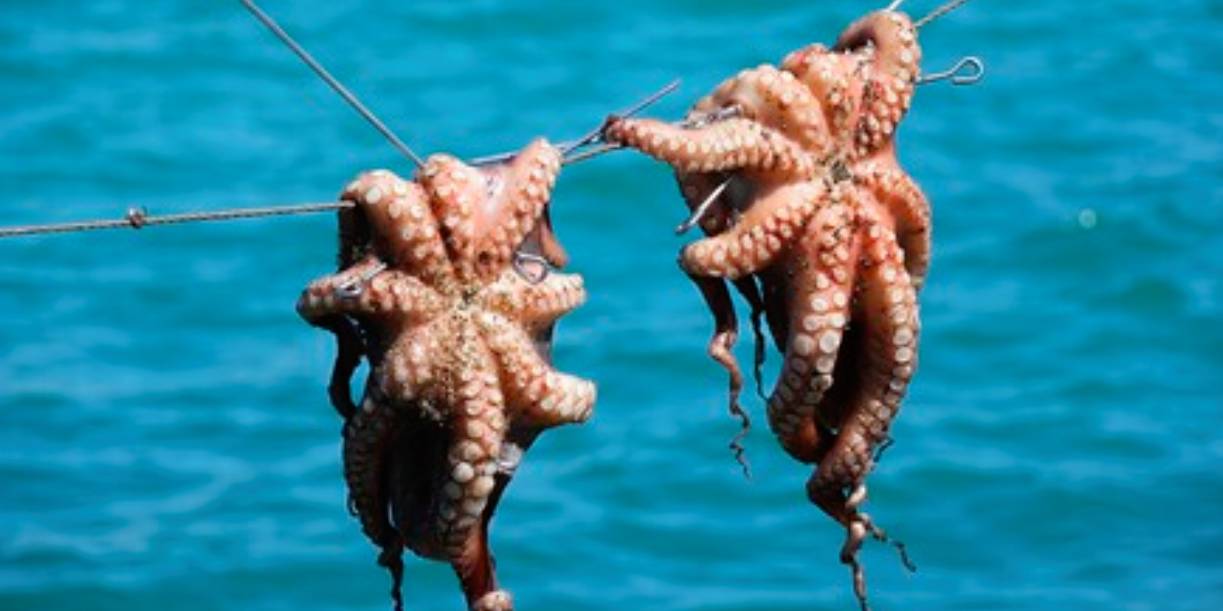 Foto: Invasión de pulpos sorprende a Inglaterra/Cortesía